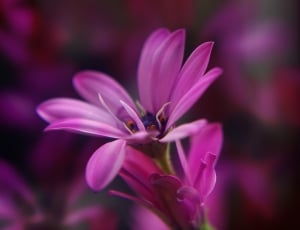 Flower, Purple, Plant, Spring, Garden, flower, focus on foreground thumbnail