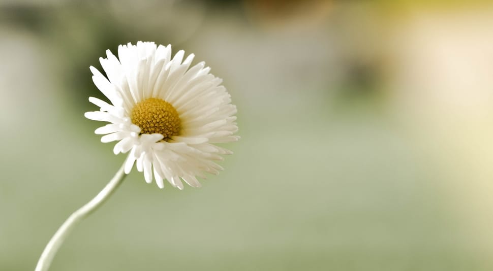 Pointed Flower, Daisy, Flower, flower, fragility preview