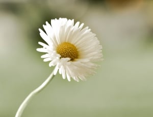 Pointed Flower, Daisy, Flower, flower, fragility thumbnail