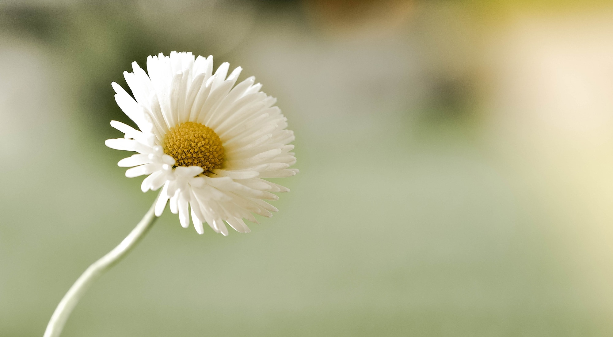 Pointed Flower, Daisy, Flower, flower, fragility