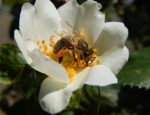 Bee, Insect, Nature, Honey Bee, Flower, flower, petal thumbnail