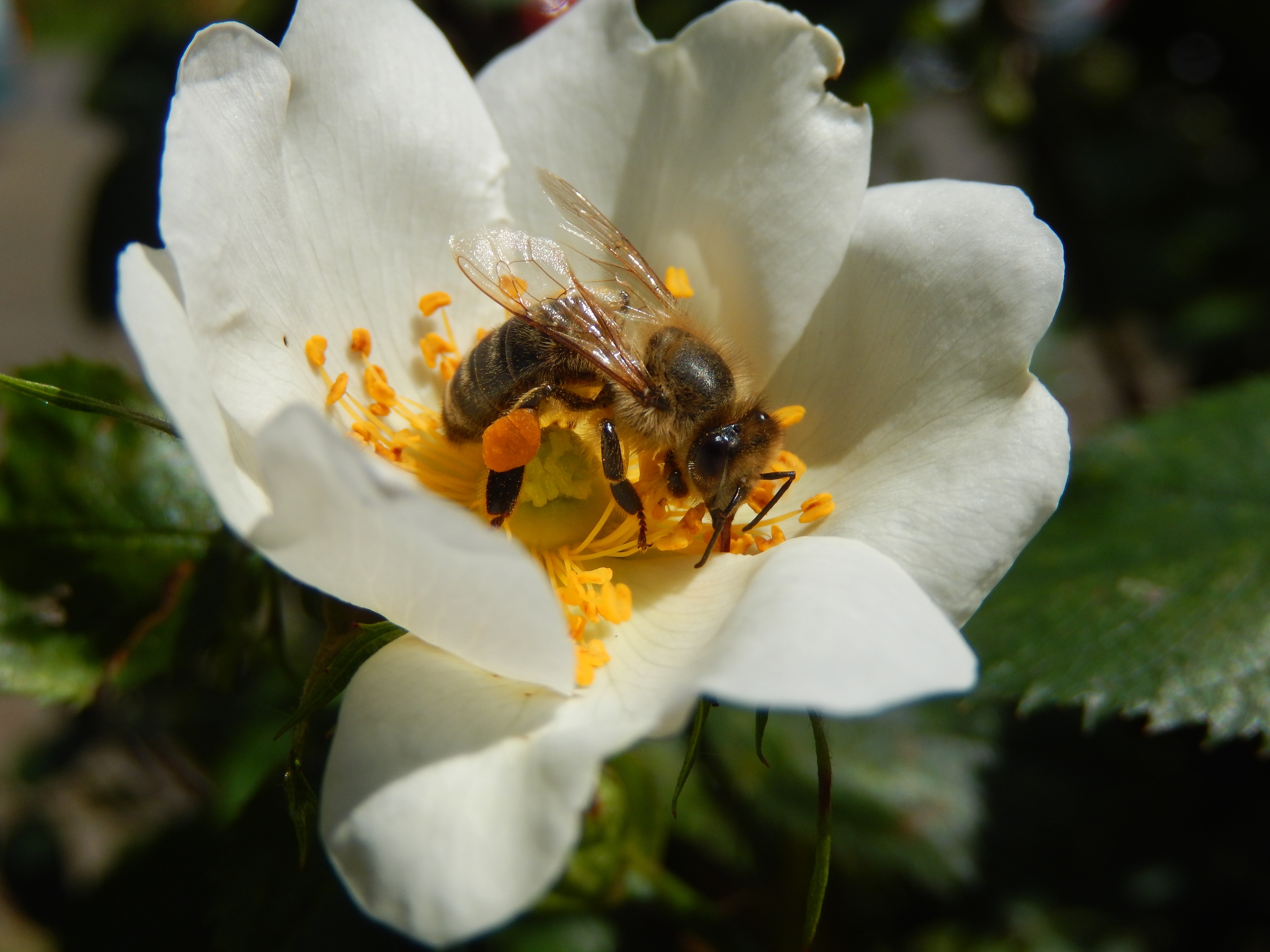 Опылители войлочная опылитель. Насекомые на цветах. Пчелы на цветах. Пчела опыляет цветок. Башкирская пчела.