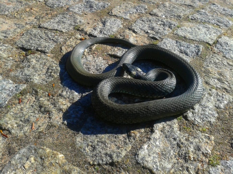 black snake preview