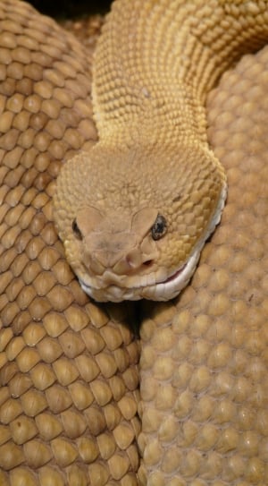brown snake thumbnail