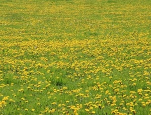 yellow black eyed susan field during daytime thumbnail