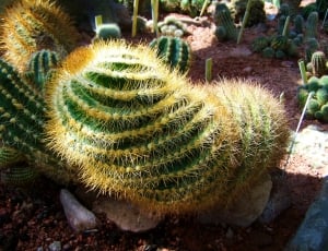 Mexican Cactus, Botanical Garden, Pecs, cactus, nature thumbnail