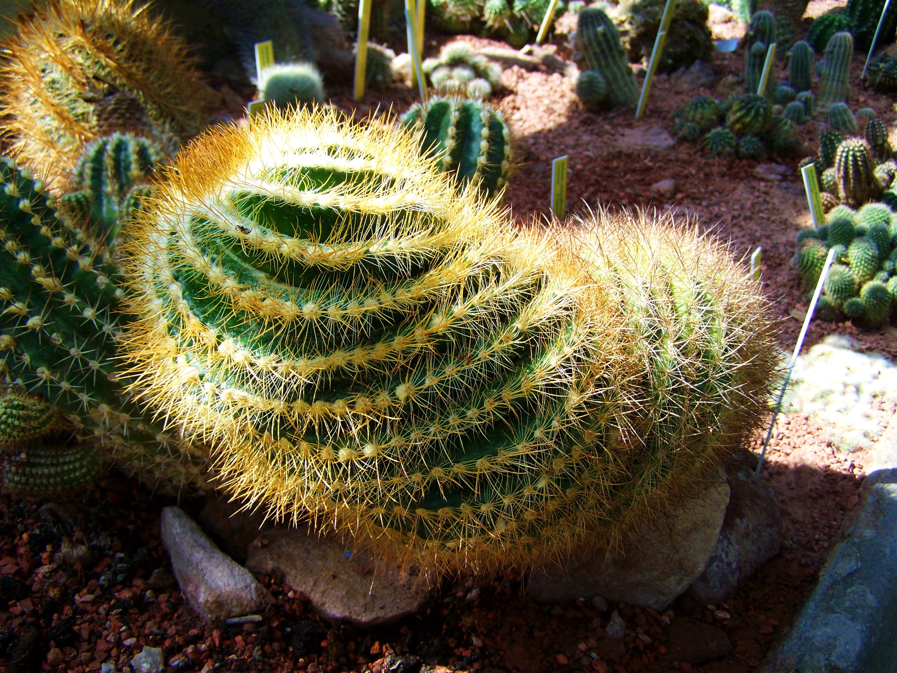 Mexican Cactus, Botanical Garden, Pecs, cactus, nature