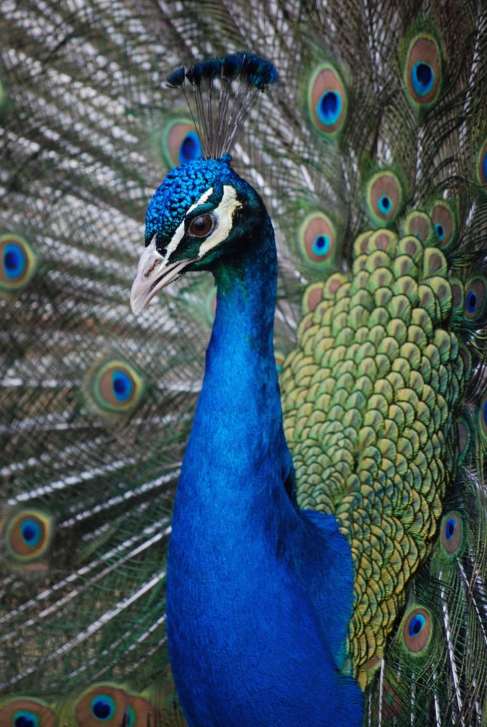 Feathers, Peahen, Peacock, Plumage, Bird, peacock, bird preview