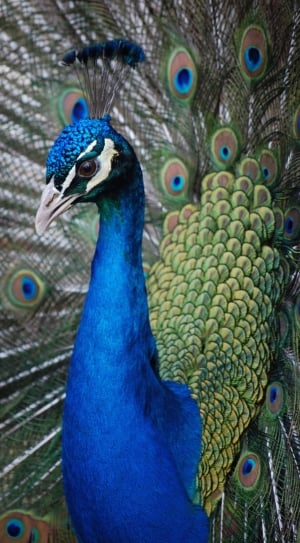 Feathers, Peahen, Peacock, Plumage, Bird, peacock, bird thumbnail