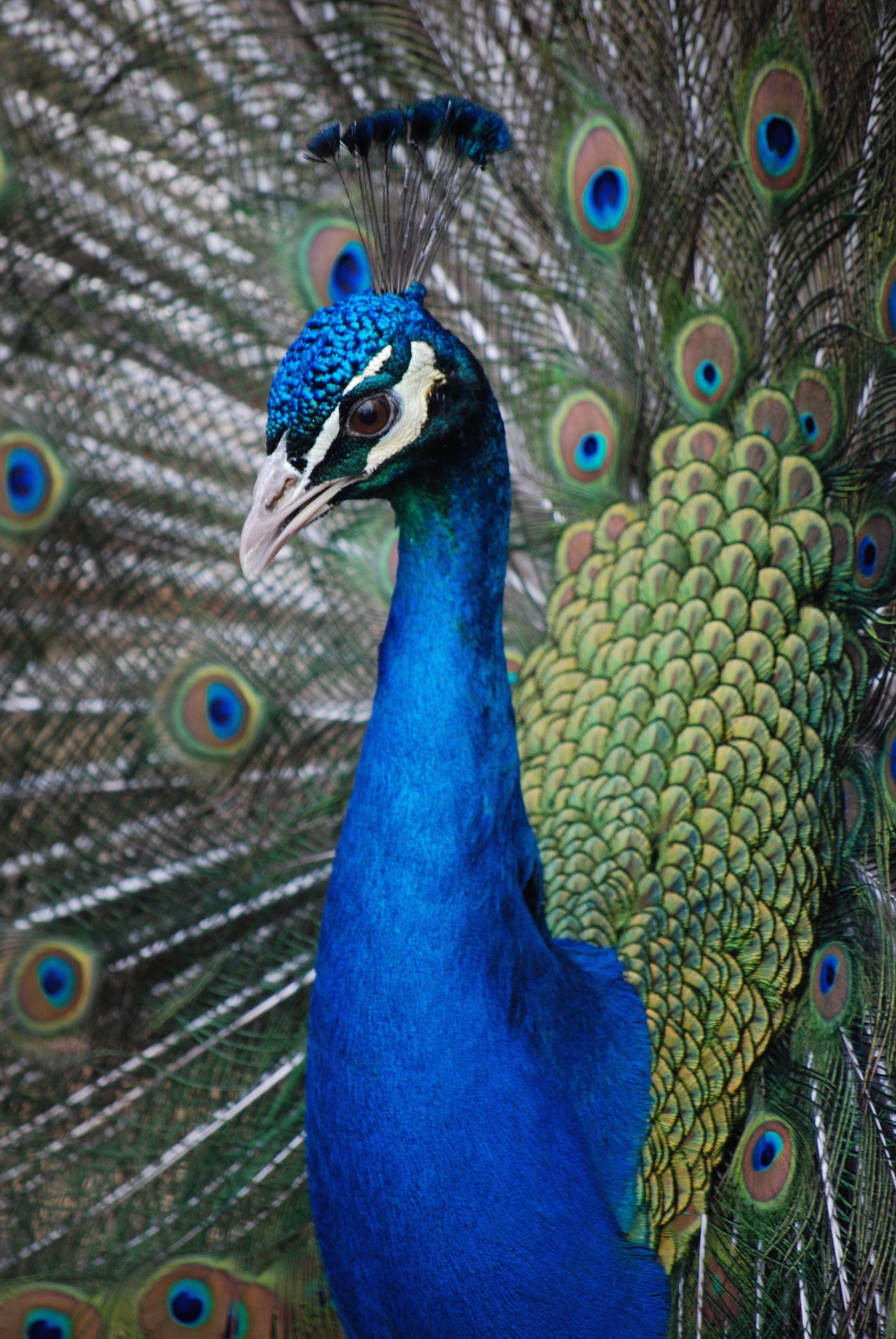Feathers, Peahen, Peacock, Plumage, Bird, peacock, bird