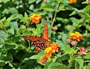 orange and black butterfly on orange petaled flower thumbnail