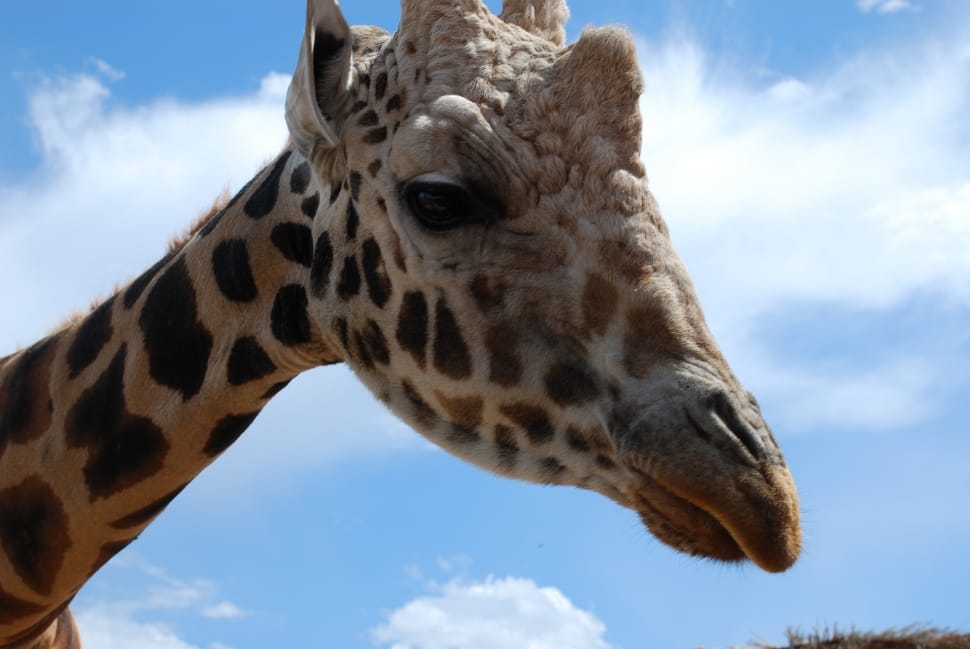 Wildlife, Giraffe, Africa, Safari, Zoo, one animal, animal body part preview