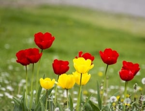 red and yellow flowers thumbnail