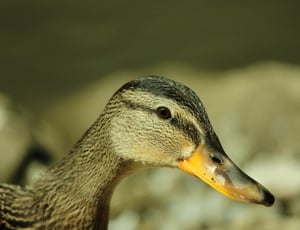 gray and black duck with brown beak thumbnail