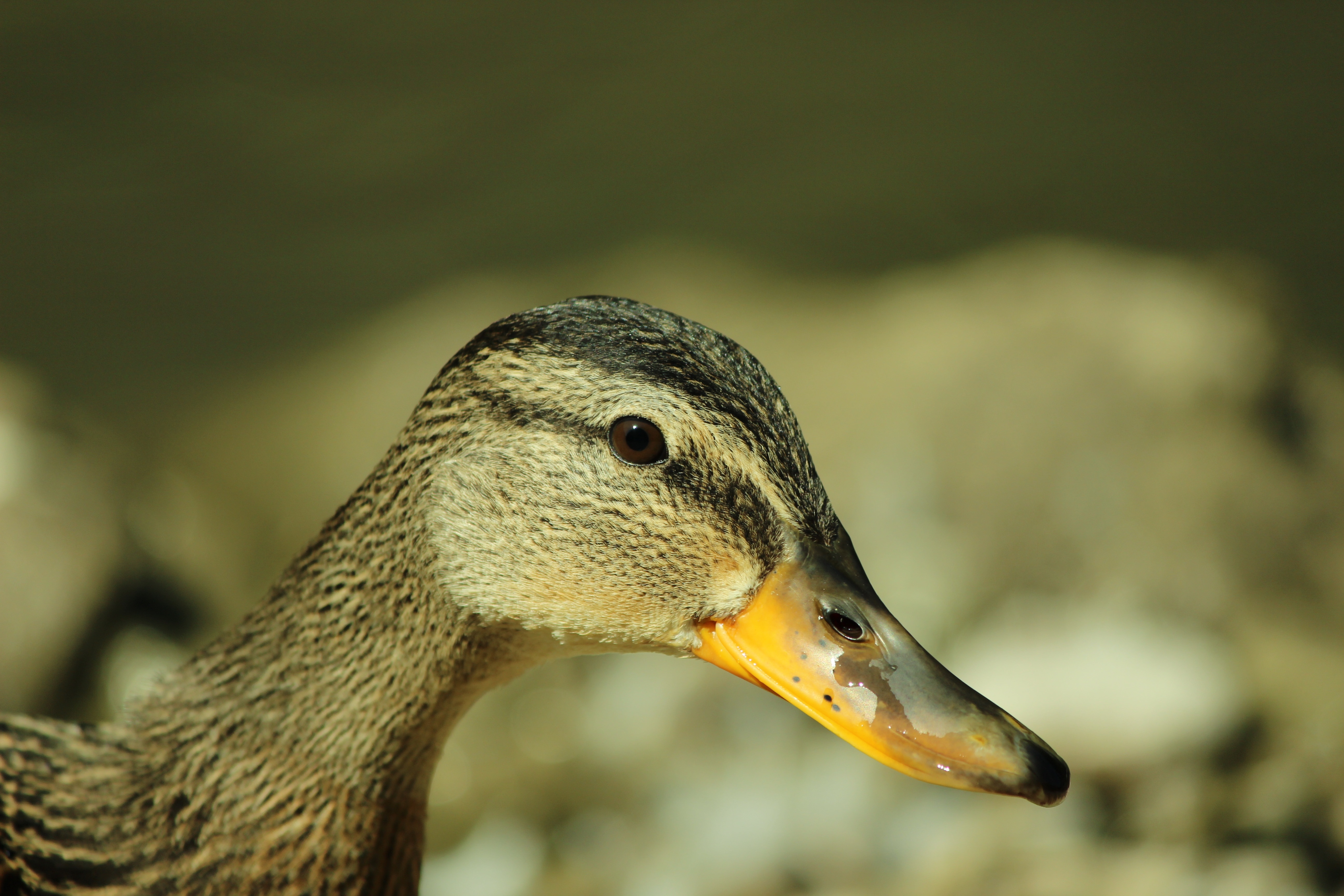 gray and black duck with brown beak