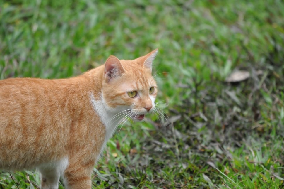 orange tabby can on green lawn during daytime preview