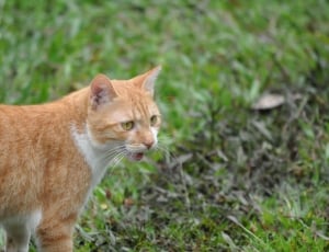 orange tabby can on green lawn during daytime thumbnail