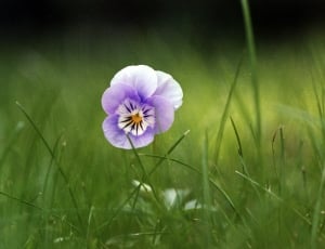 Violet flower in grass thumbnail