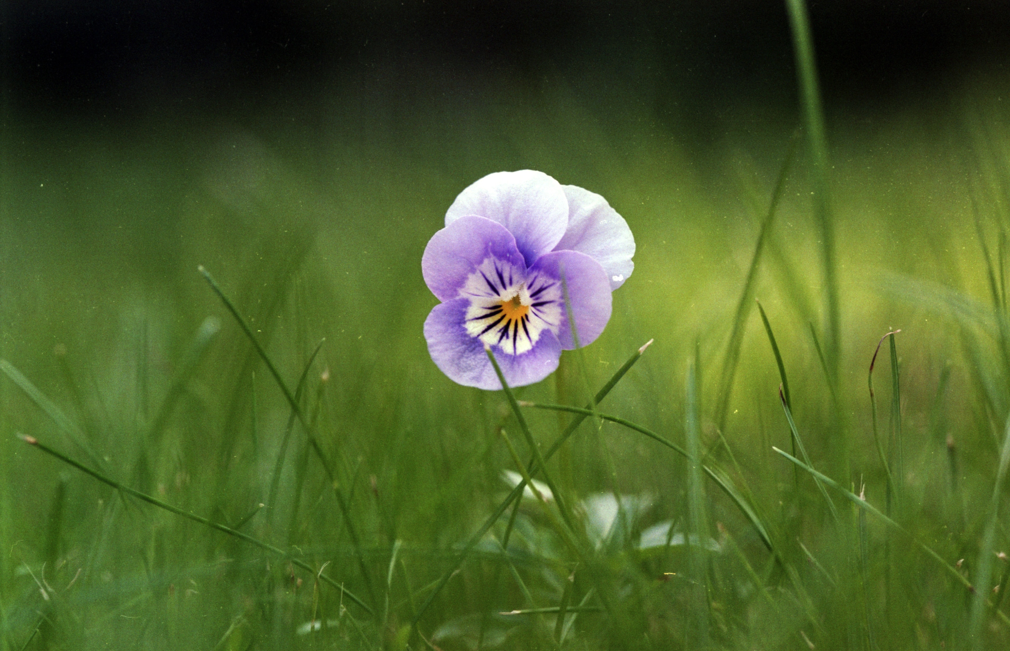 Violet flower in grass