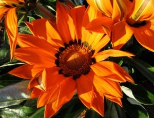 orange petaled flower at daytime thumbnail