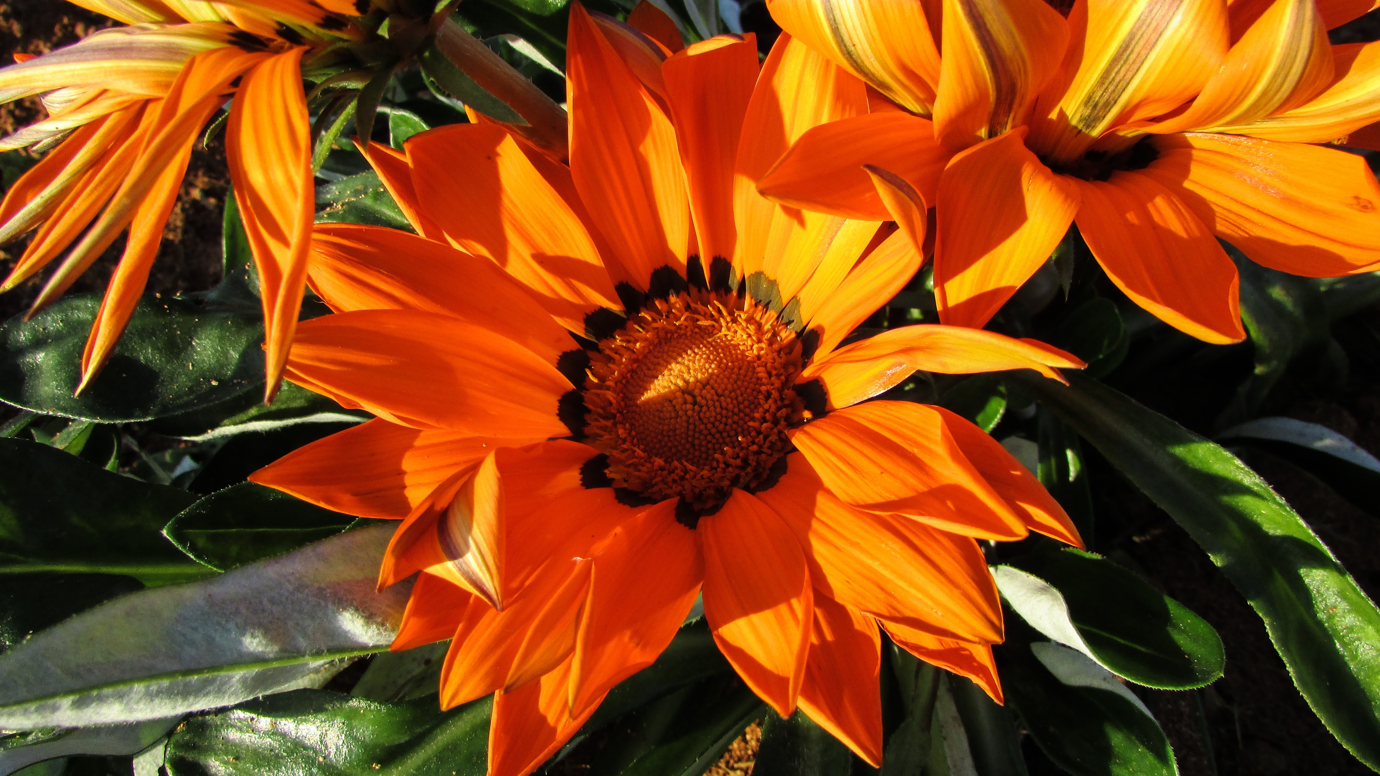 orange petaled flower at daytime