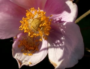 pink japanese anemone thumbnail