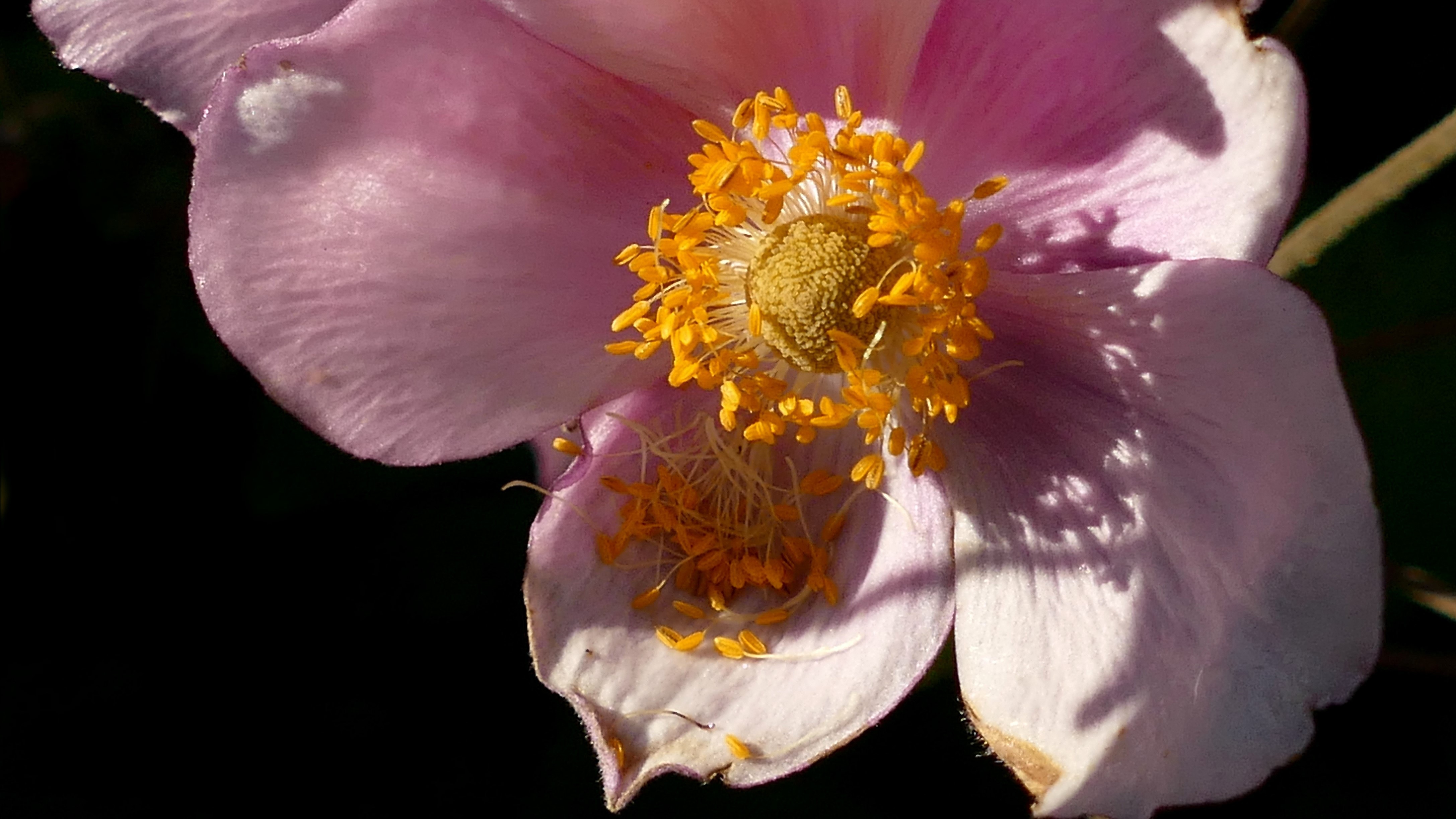 pink japanese anemone