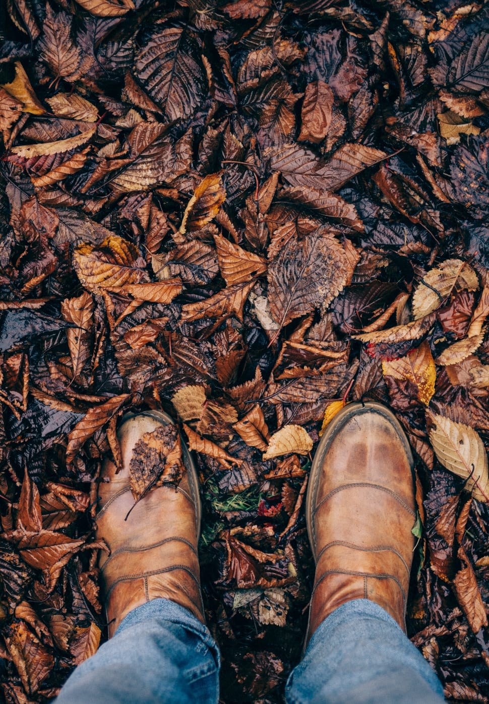 person wearing brown boots stepping on brown leaves preview