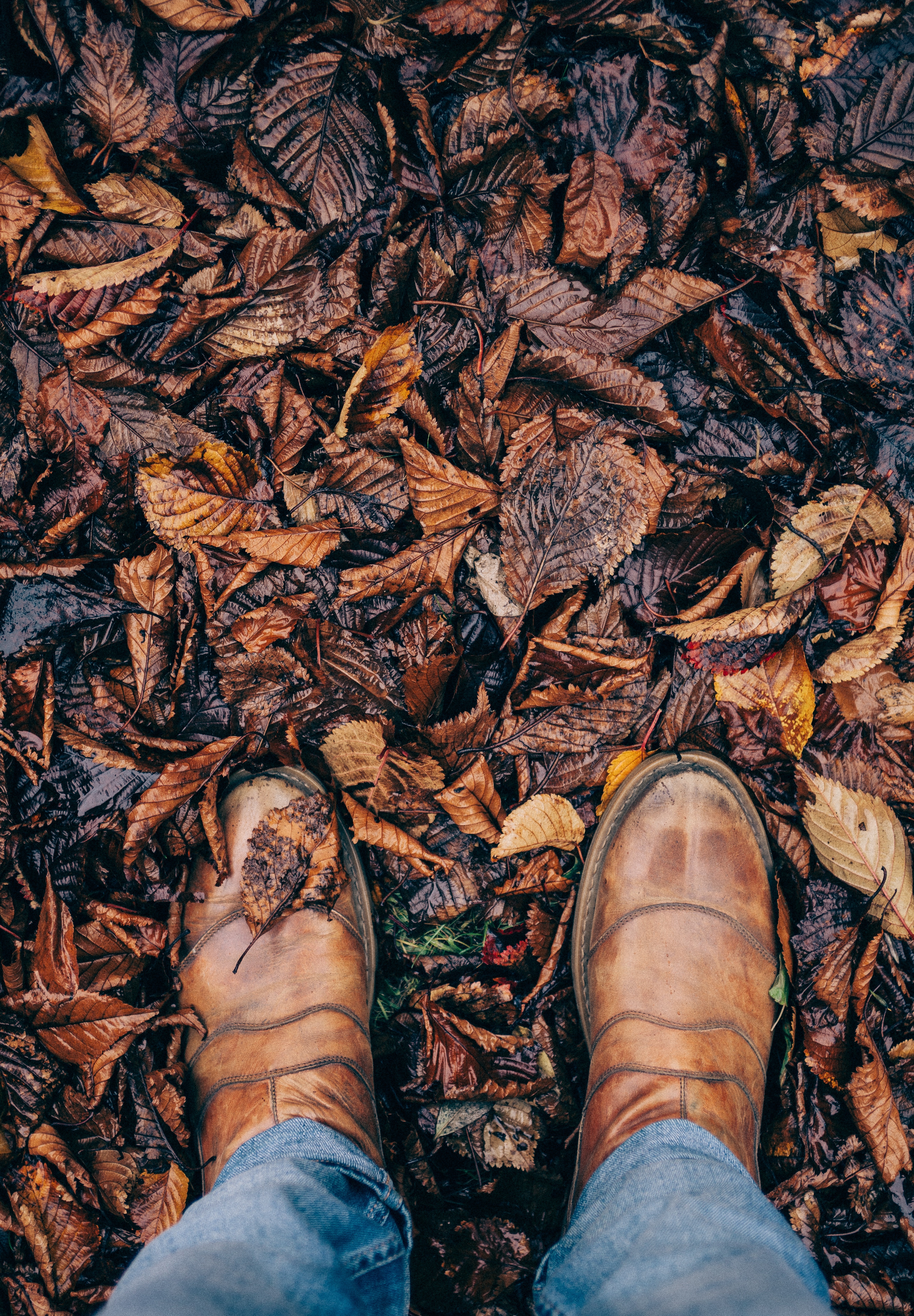person wearing brown boots stepping on brown leaves