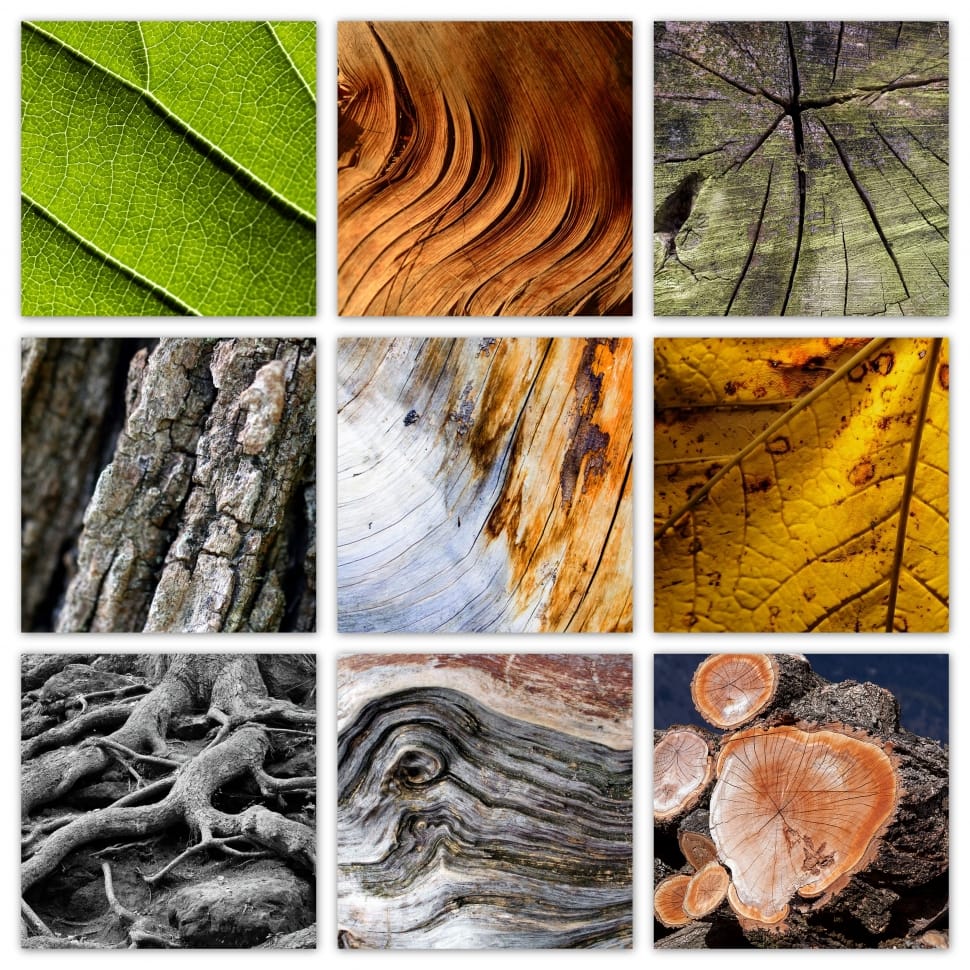 Tree, Texture, Leaves, Log, Nature, Wood, close-up, leaf preview