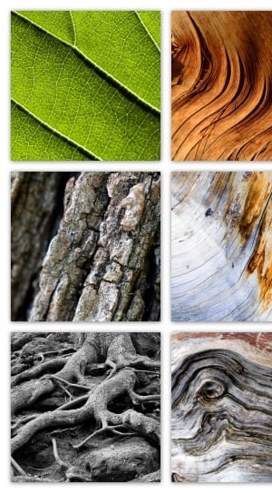 Tree, Texture, Leaves, Log, Nature, Wood, close-up, leaf thumbnail