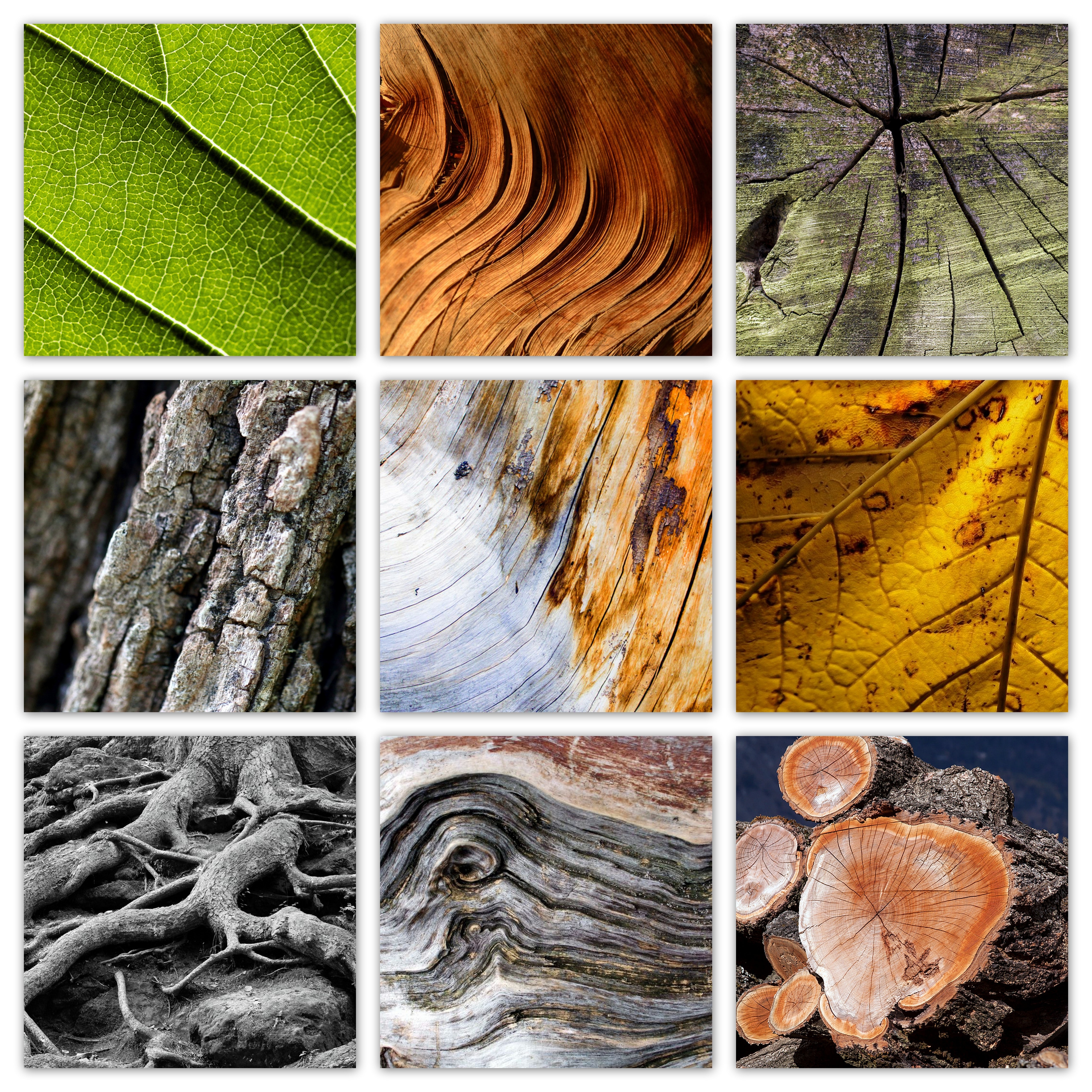 Tree, Texture, Leaves, Log, Nature, Wood, close-up, leaf
