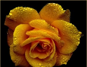 yellow rose flower thumbnail