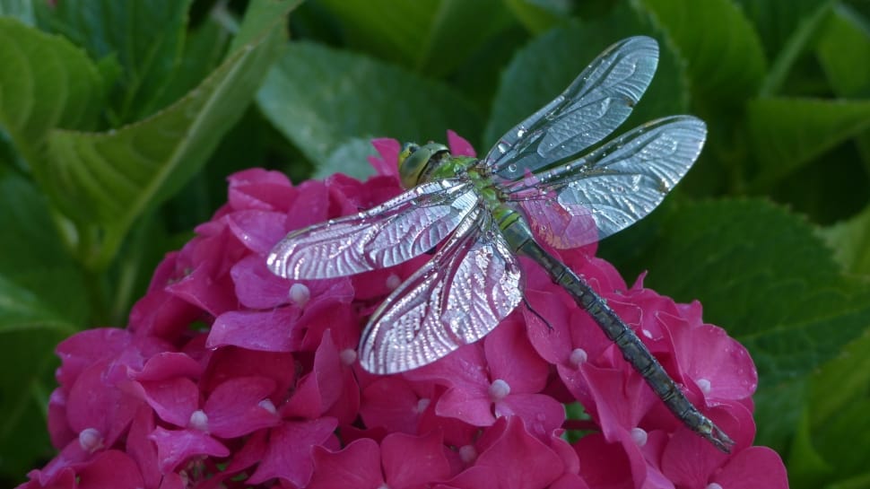 Nature, Dragonfly, Animals, Hortensia, nature, drop preview