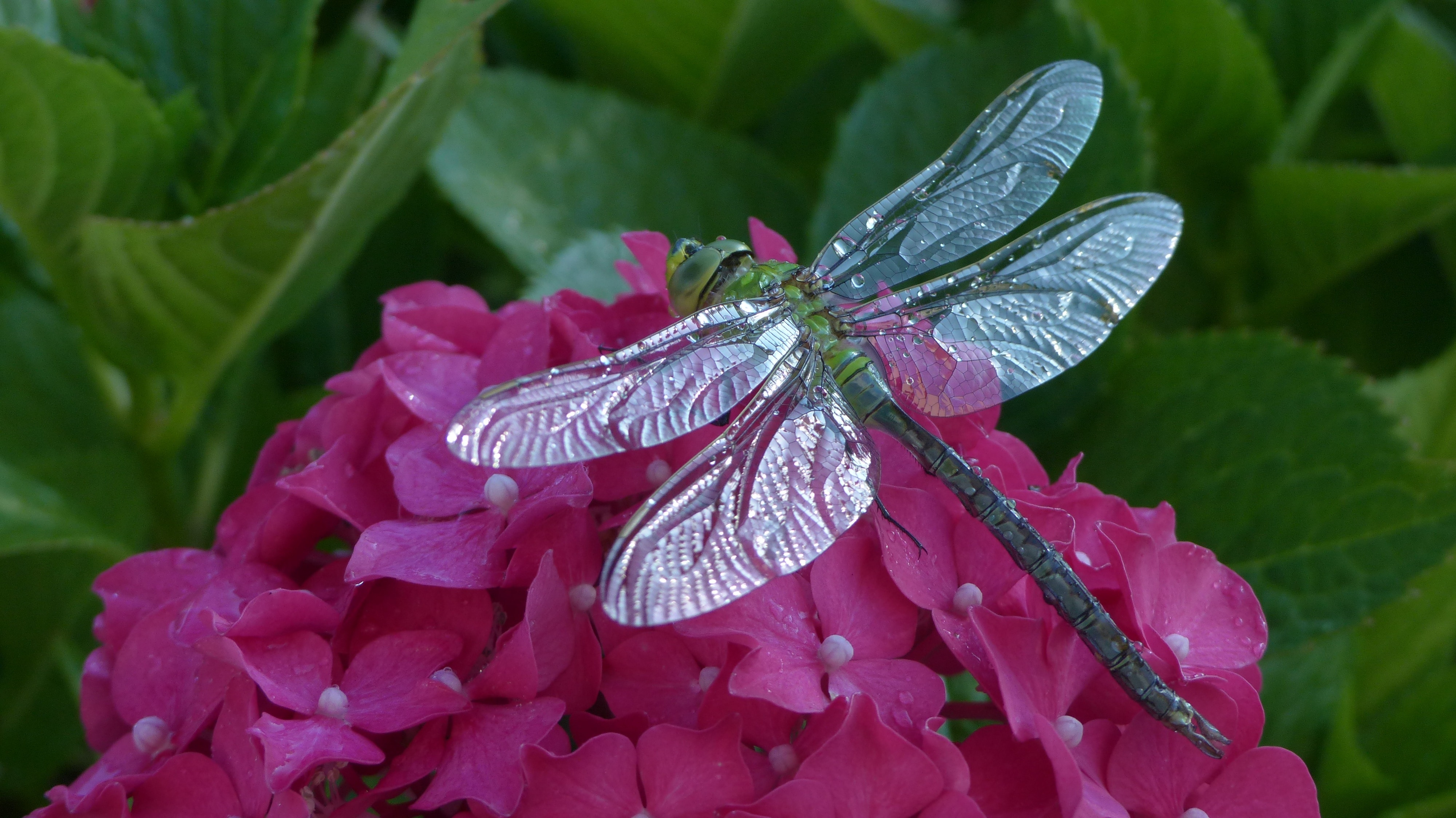Nature, Dragonfly, Animals, Hortensia, nature, drop