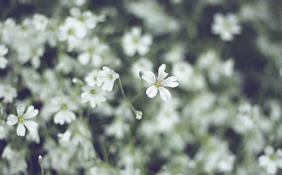 white, petal, flower, bloom, flower, nature preview