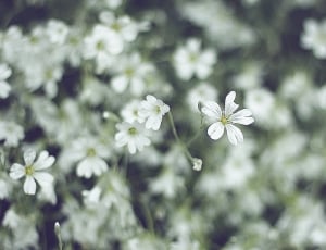 white, petal, flower, bloom, flower, nature thumbnail