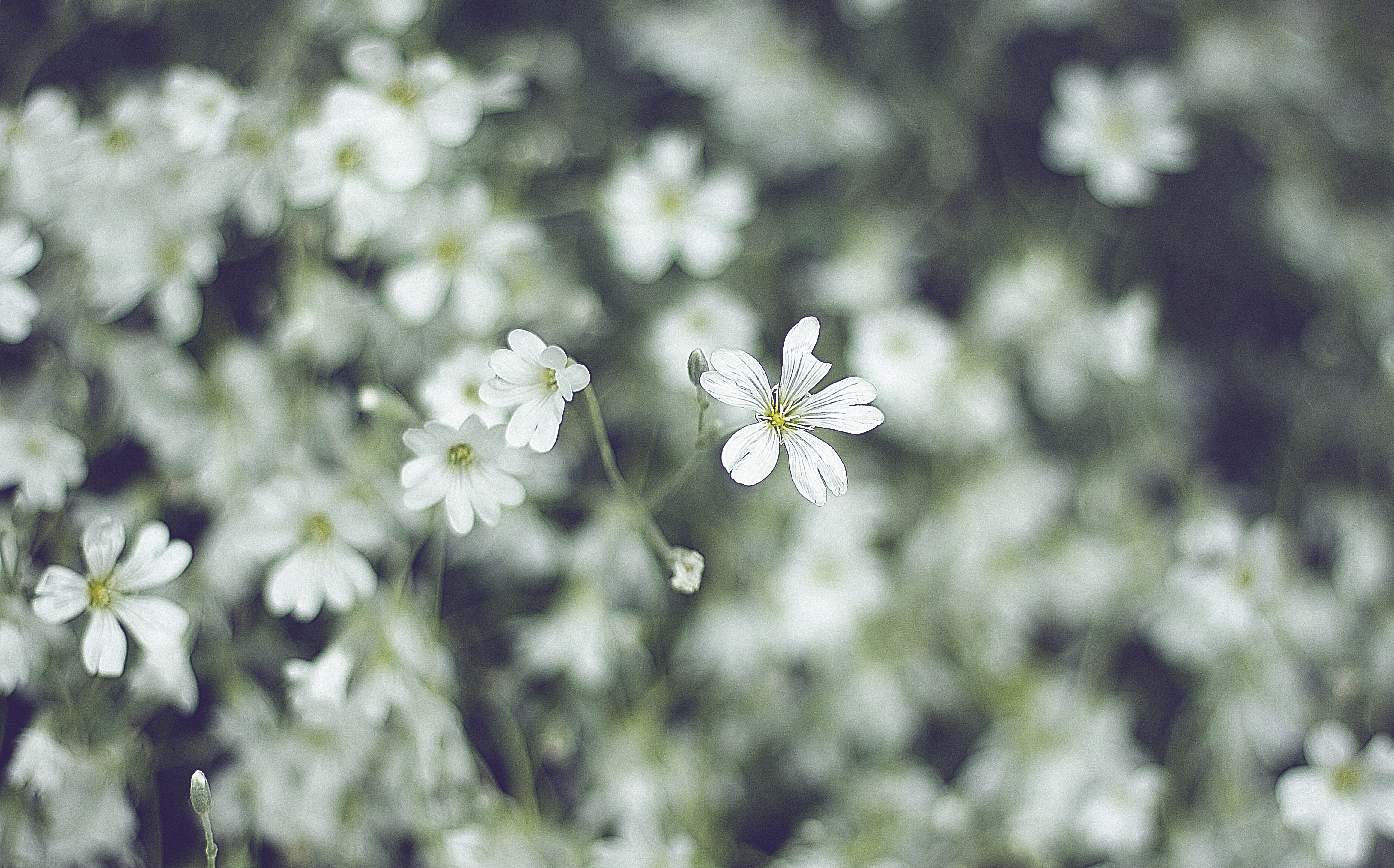 white, petal, flower, bloom, flower, nature