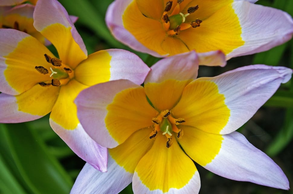 purple and yellow 6 petaled flower preview