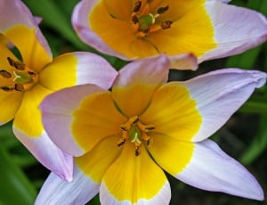 purple and yellow 6 petaled flower thumbnail