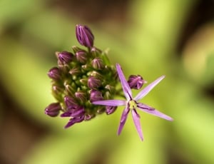purple flower buds thumbnail