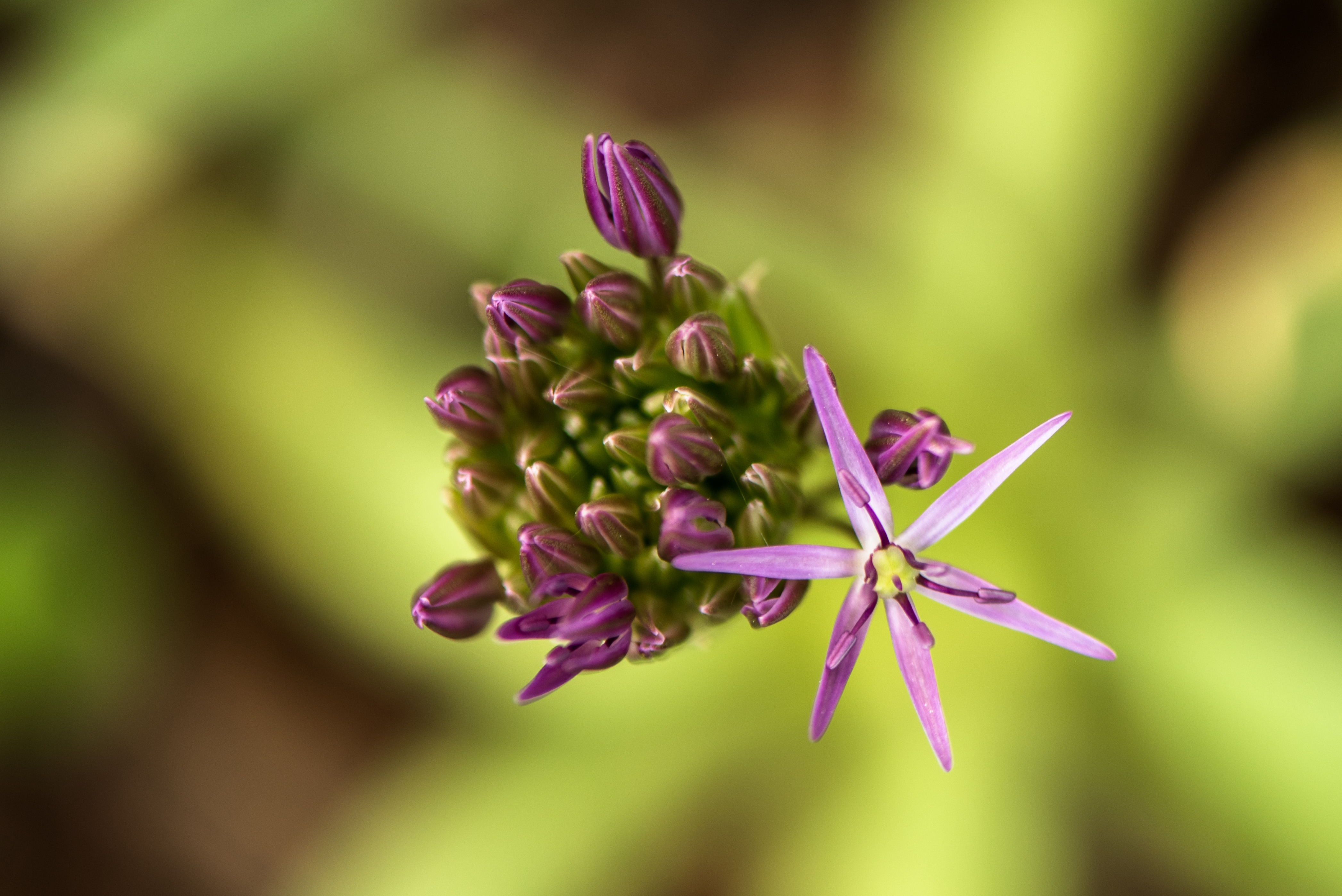 purple flower buds