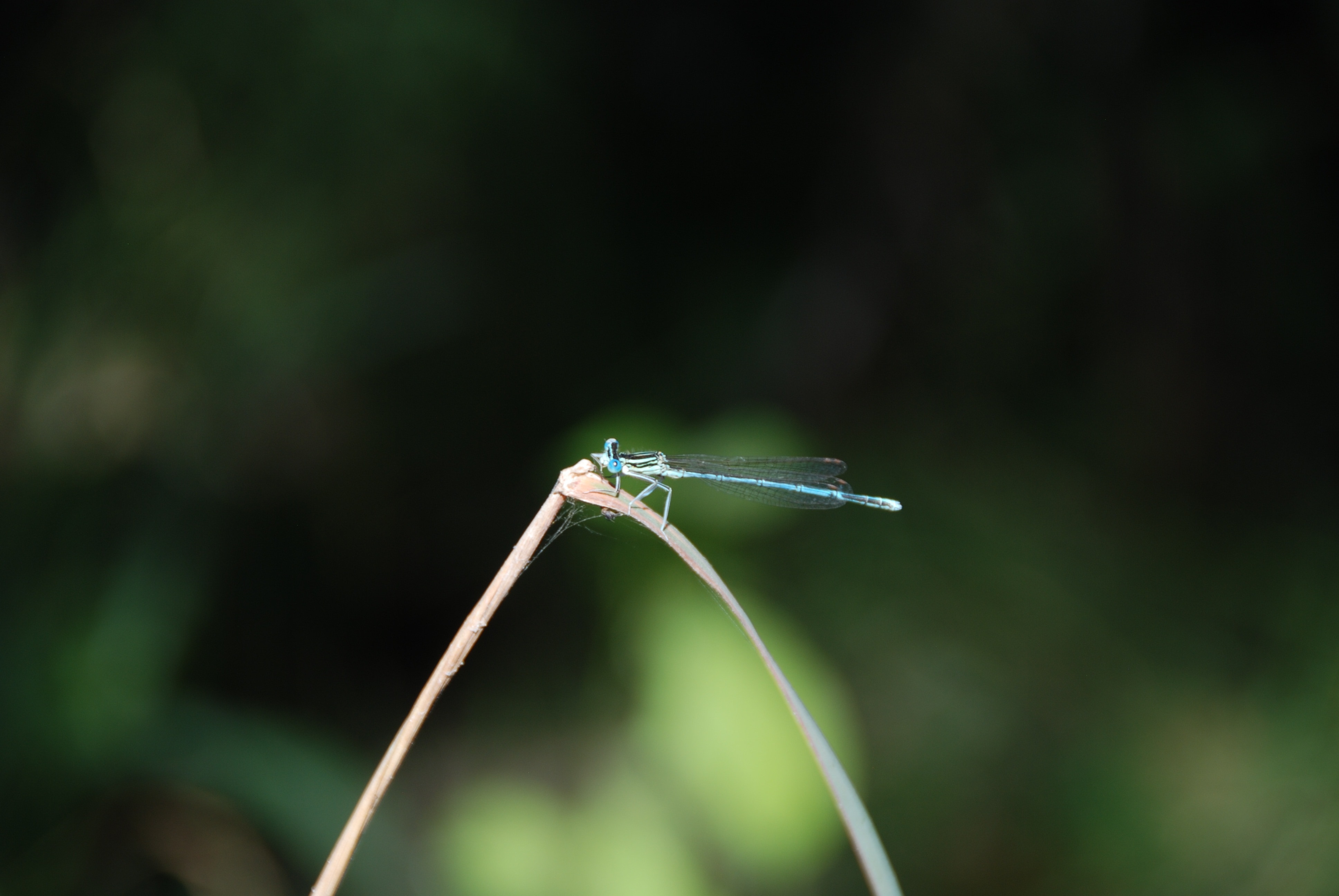 teal and white dragon fly