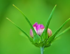 shallow focus photography of purple petaled flower thumbnail