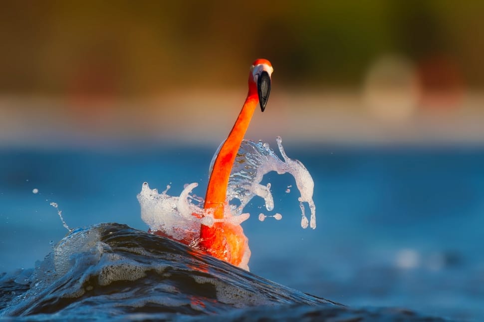 orange flamingo preview