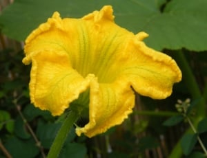 yellow Squash flower in close up photography thumbnail