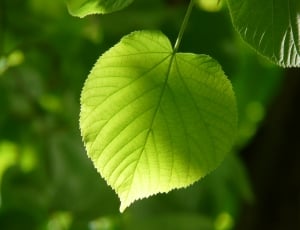 Leaf, Individually, Linde, Lipovina, leaf, green color thumbnail