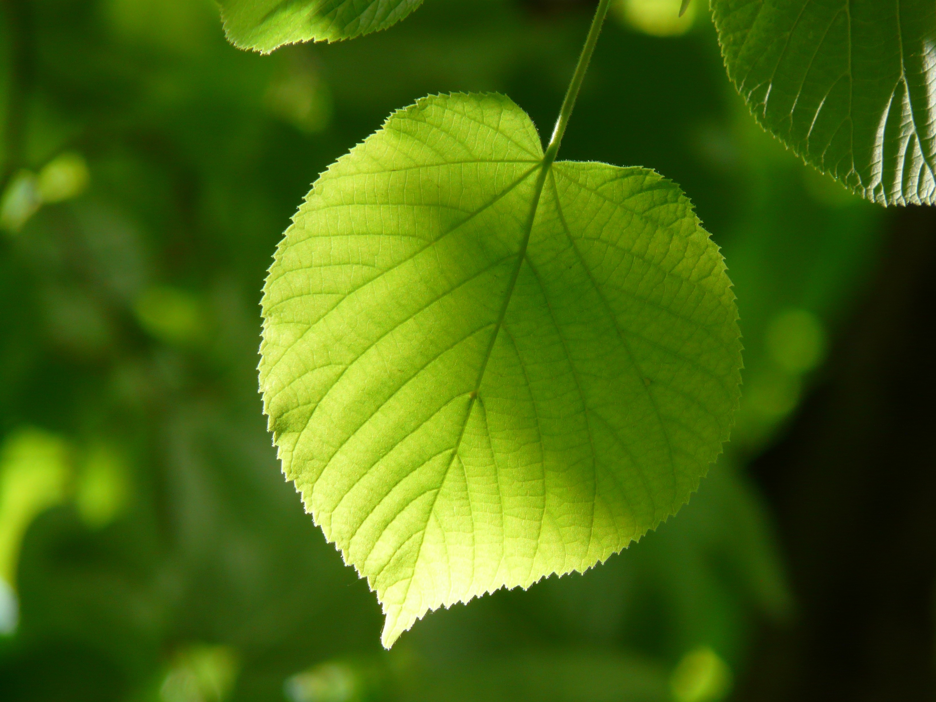Leaf, Individually, Linde, Lipovina, leaf, green color