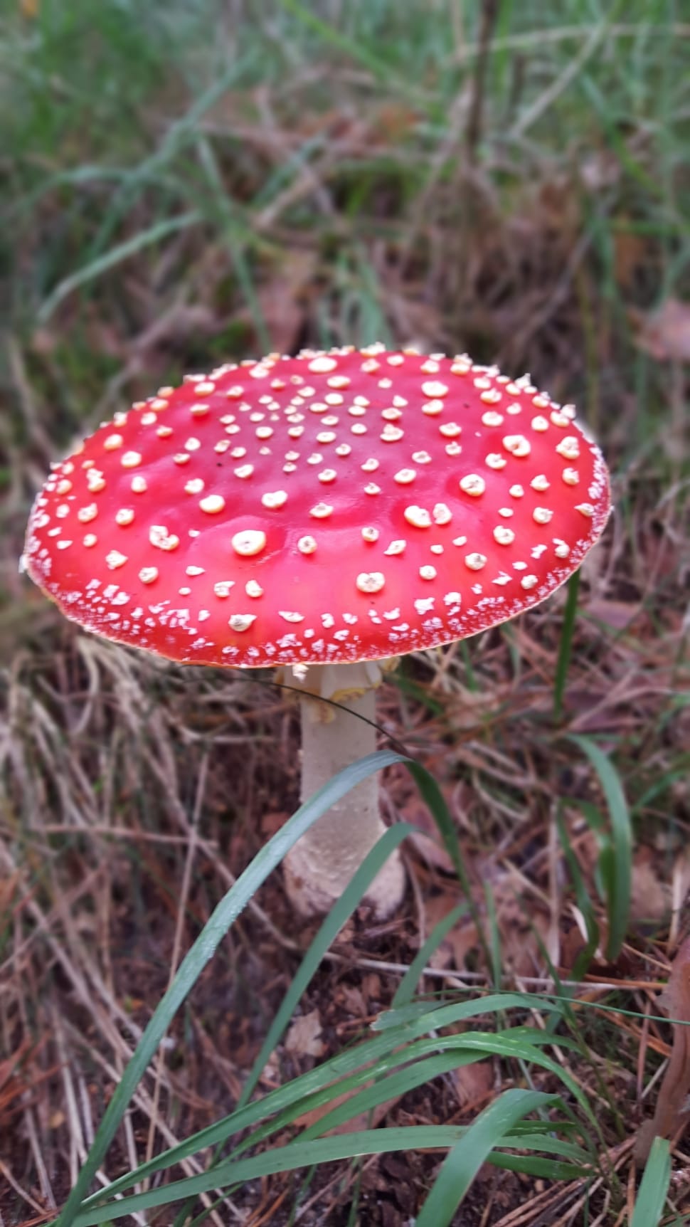 red and beige wild mushroom preview