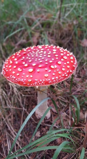 red and beige wild mushroom thumbnail